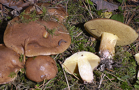 Ringloser Butterpilz (Suillus collinitus) - © Heinz Prelicz